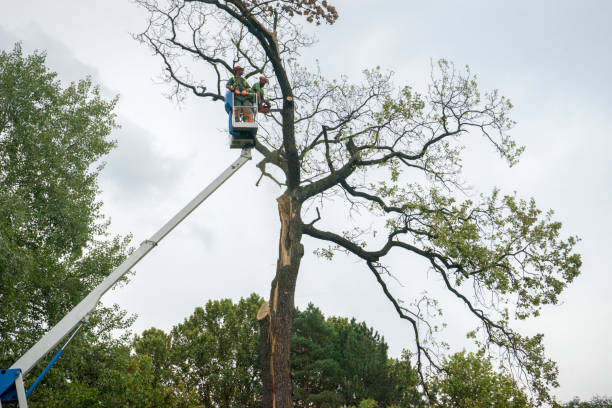 Emergency Storm Tree Removal in Pagedale, MO